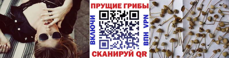 наркота  Далматово  Псилоцибиновые грибы мицелий 